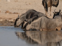 Blue Wildebeest (Connochaetes taurinus) also known as brindled Gnu