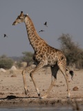 Southern Savanna Giraffe (Giraffa giraffa)