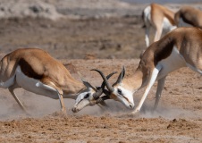 Springbok (Antidorcas marsupialis)