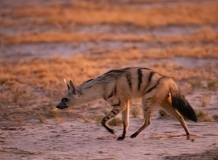 Aardwolf (Proteles cristatus)