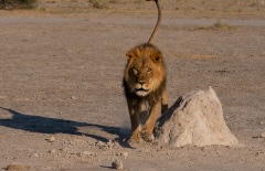 Lion (Panthera leo)