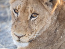 Lion (Panthera leo) cubs