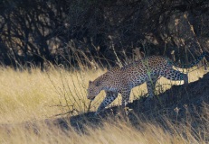 Leopard (Panthera pardus)