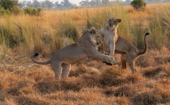 Lion (Panthera leo) cubs