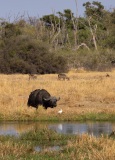 Cape Buffalo (Syncerus caffer caffer)