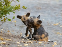 African Wild Dog (Lycaon pictus) pups greeting