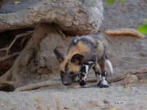 African Wild Dog (Lycaon pictus)