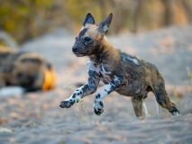 African Wild Dog (Lycaon pictus)