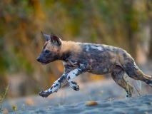 African Wild Dog (Lycaon pictus)