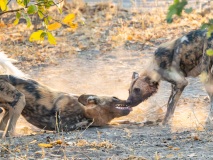 African Wild Dog (Lycaon pictus)