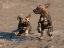 African Wild Dog (Lycaon pictus)