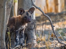 African Wild Dog (Lycaon pictus)