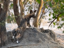 African Wild Dog (Lycaon pictus)