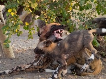 African Wild Dog (Lycaon pictus)