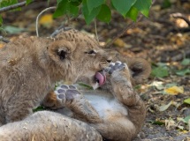 Lion (Panthera leo) cubs