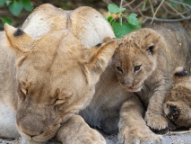 Lion (Panthera leo) cubs