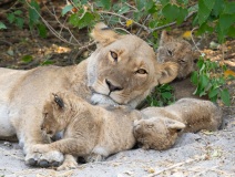 Lion (Panthera leo) cubs