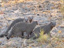 Banded Mongoose (Mungos mungo)