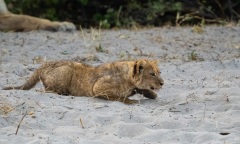 Lion (Panthera leo) cubs