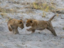 Lion (Panthera leo) cubs