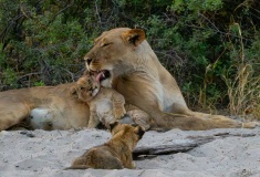 Lion (Panthera leo) cubs