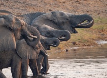 African Elephant (Loxodonta africana)