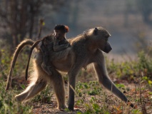 Olive Baboon (Papio anubis)