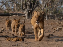 Lion (Panthera leo) cubs