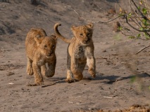 Lion (Panthera leo) cubs