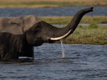 African Elephant (Loxodonta africana)