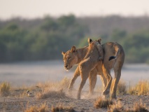 Lion (Panthera leo) cubs