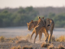 Lion (Panthera leo) cubs