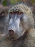 Olive Baboon (Papio anubis)