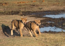 Lion (Panthera leo) cubs