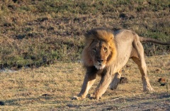 Lion (Panthera leo)