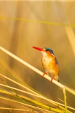 Malachite Kingfisher (Coryhornis cristatus)