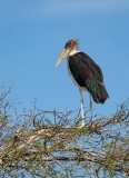 Marabou Stork (Leptoptilos crumeniferus)