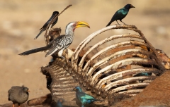 Southern Yellow-Billed Hornbill (Tockus leucomelas) perched on bones of a carcass