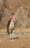 Marabou Stork (Leptoptilos crumeniferus) with large throat sack used in courtship