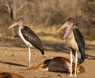 Marabou Stork (Leptoptilos crumeniferus) with large throat sack used in courtship