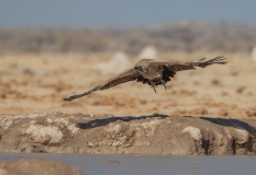 White-Backed Vulture (Gyps africanus) taking flight