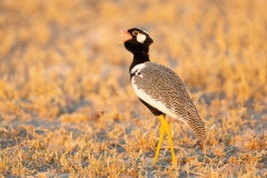 Northern Black Korhaan (Afrotis afraoides) male calling