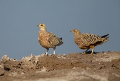 Burchell's Sandgrouse (Pterocles burchelli)