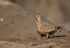 Burchell's Sandgrouse (Pterocles burchelli)