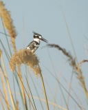 Pied Kingfisher (Ceyrle rudis)