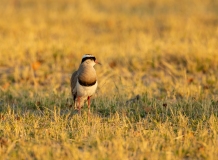 Crowned lapwing (Vanellus coronatus)