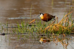 African Jacana (Actophilornis africanus) browsing in shallow water