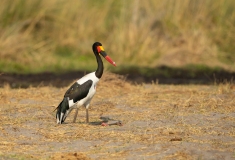 Saddle-billed Stork (Ephippiorhynchus senegalensis)