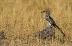 Southern Yellow-Billed Hornbill (Tockus leucomelas)