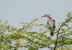 Southern Yellow-Billed Hornbill (Tockus leucomelas)